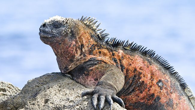 Galapagos Escape nick saxon