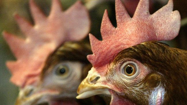 More than a million chickens annually would be grown at a proposed new poultry farm.