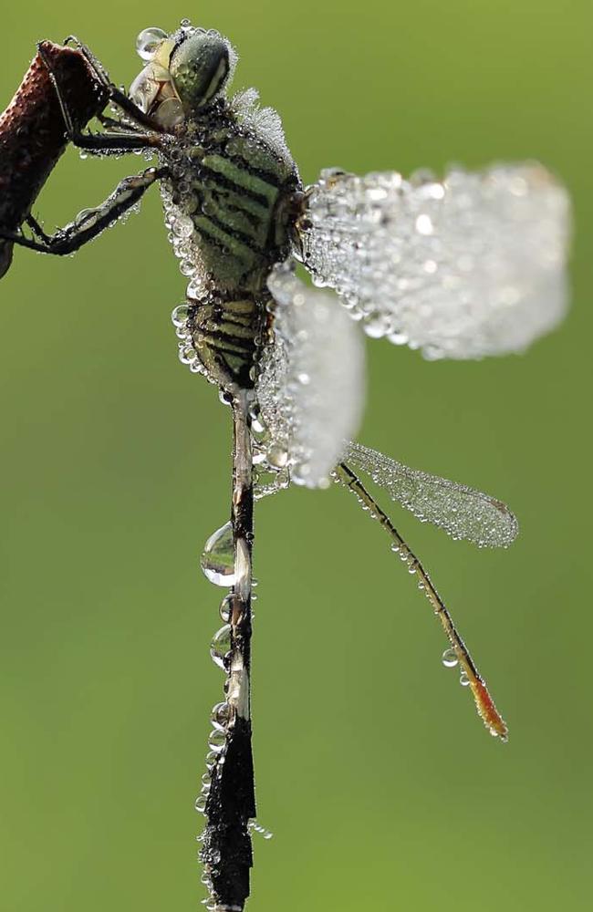 Adhi Prayoga / Solent News / Picture Media
