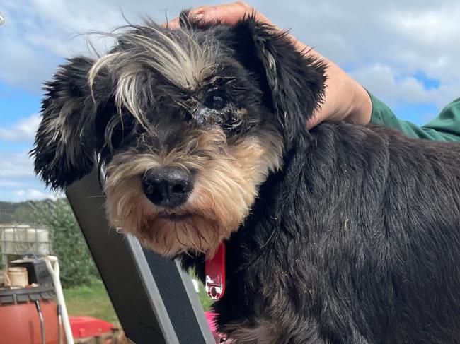 Almost 80 dogs seized from an alleged puppy farm in the NSW Central West. Picture: RSPCA