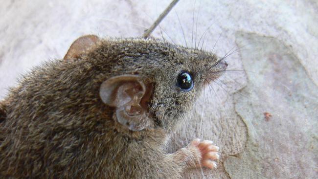 Marsupial mouse (antechinus)