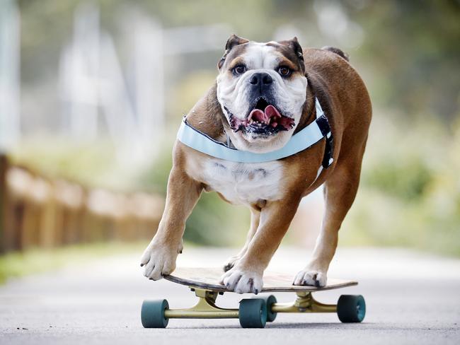 DAILY TELEGRAPH - 25/10/24Giotto the skateboarding bulldog pictured in Kurnell today with owner Greg Denaro. Picture: Sam Ruttyn