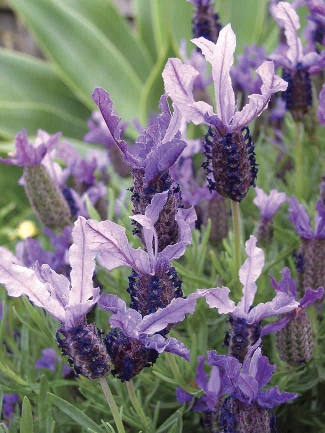 'Winter Lace'.