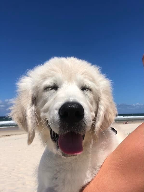 Marshall from Miami. He is a true Golden Retriever, from his adorable puppy dog eyes and his coat as soft as a cloud, to his loveable cuddles every morning and night. You can catch Marshall swimming at the beach with his Mum and Dad or with one of his many doggie friends on the weekend