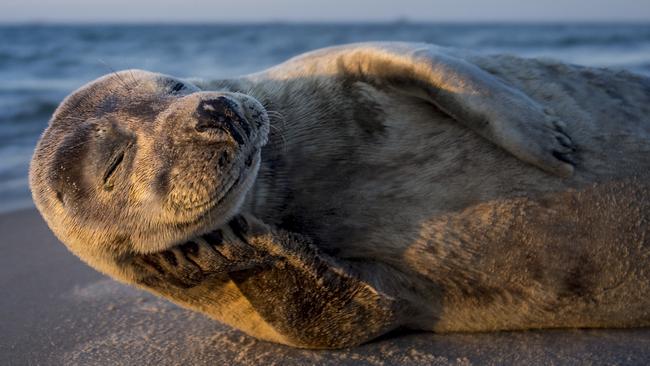 Photo by Lars Lykke / National Geographic Nature Photographer of the Year contestOne happy seal model  Went to the very north of Denmark, skagen, at sunrise and found this willing model.