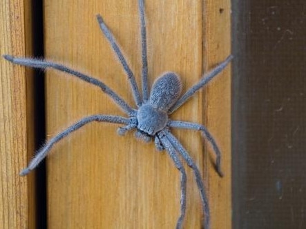 Huntsman spider crawling on a wall