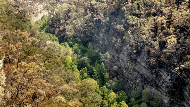 Some of the trees were in inaccessible areas. Picture: Supplied