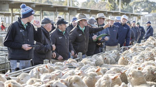 Bendigo Sheep and Lamb sale. Picture: Zoe Phillips