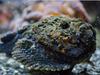 Man falls victim to world’s most venomous fish
