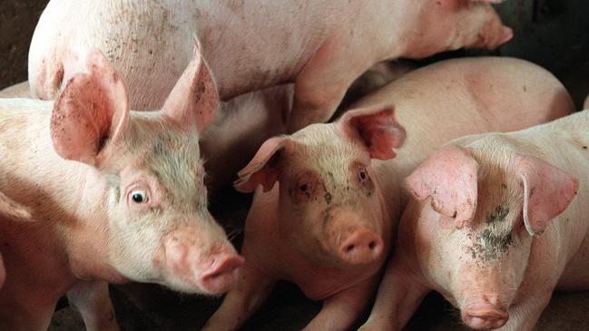 Save our bacon: Pork sector raises alarm over threat from below