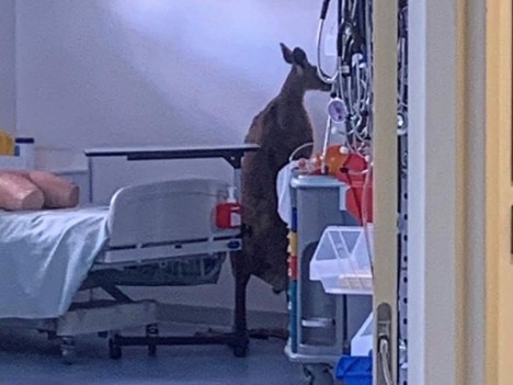 This kangaroo hopped past security and into a room at CQUni in Rockhampton on Tuesday. Picture: Natalie Smithwick