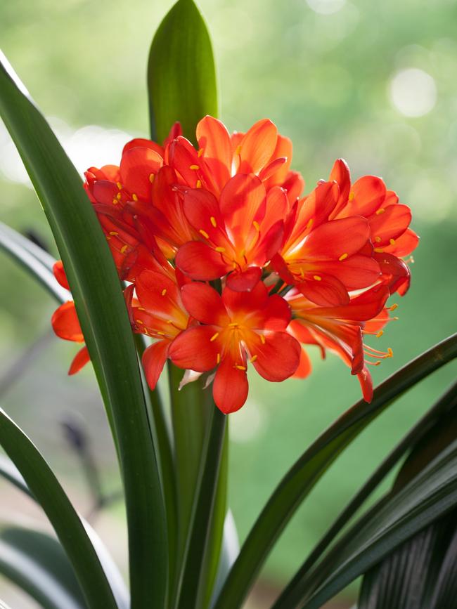 Clivia