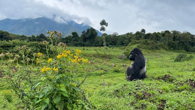 Volcanoes National Park’s Sabyinyo gorilla family is easily accessible, while the Hirwa and Kwitonda families aren’t too far away.