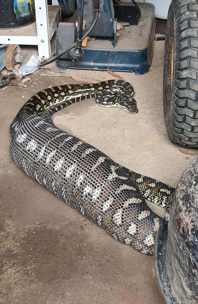 This photo of a python digesting a big feed has gone viral on social media. Picture: Sunshine Coast Snake Catchers 24/7.