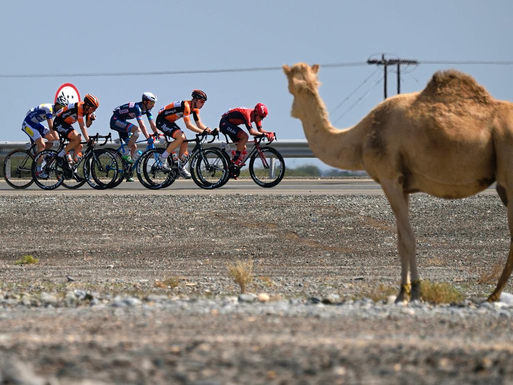 The pack rides past a camel during the third stage of seventh cycling Tour of Oman between Al-Sawadi Beach and Naseem Park on February 18, 2016. Norweigan rider Edvald Boasson Hagen kept the red jersey for the overall leader after the third stage. Picture: AFP / ERIC FEFERBERG