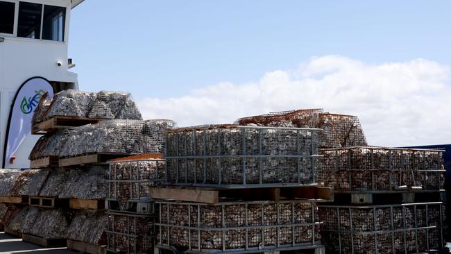 More than one million oysters were deployed to save the Moreton Bay reef. Picture- contributed.