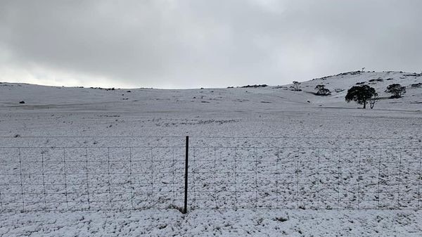 Snow at Collinsville Station east of Hallett. Picture: Collinsville Stud Merinos