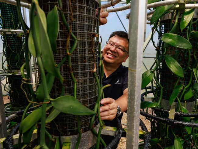 David Soo, founder and CEO, of Australian Vanilla Plantations, growing vanilla - the world's second most expensive spice - at Western Sydney University's Hawkesbury Campus. Picture: Justin Lloyd.