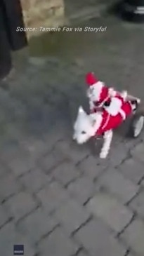 Santa hitches a ride on paralyzed terrier's wheelchair