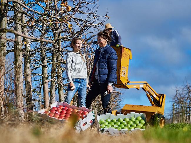 Nic Giblett of Newton Orchards at Manjimup in Western Australia. Photo: Daniel Carson