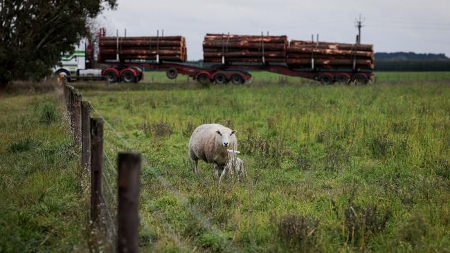 Primeline ewe on Buckley Farms. Pictures: Nicole Cleary