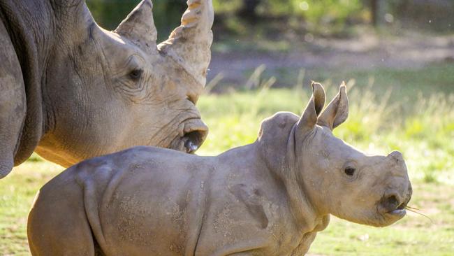 A rhino family captured with the Panasonic Leica 100-400mm lens paired with a Lumix GX8. Picture: James Tindale