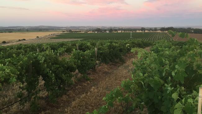 Sunrise over the Resurrection Vineyard at Ebenezer in Barossa Valley.