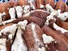 Beef brewing over our access to UK market