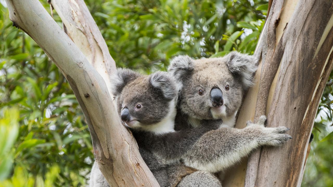 Best free things to do with kids in Brisbane: Daisy Hill Koala Centre ...