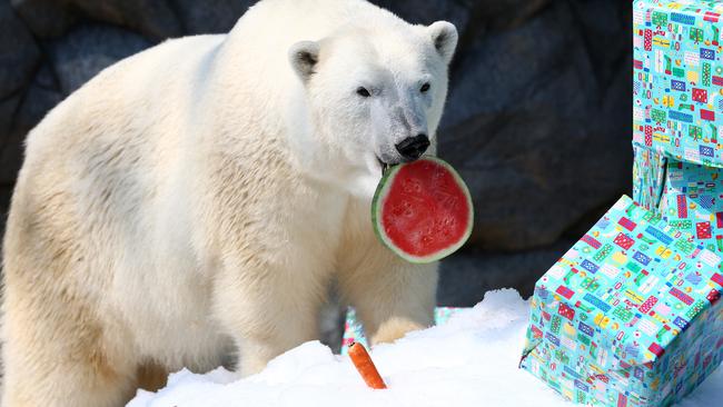 Liya the Polar Bear from Sea World on the Gold Coast gets into her Christmas presents at Polar Bear Shores. Picture: Adam Head