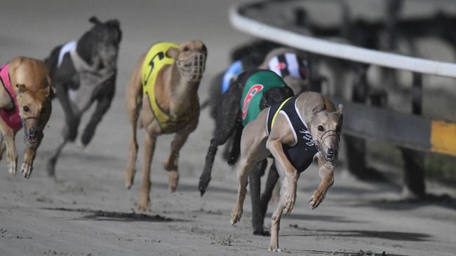 Bonknocka Lass was considered an outside chance when it won two races at Albion Park.