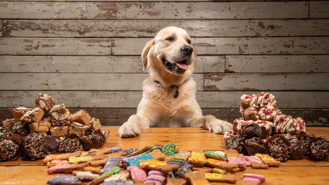 Mars Petcare is serving up greener food options for dogs after launching a “green steam” project at its Wodonga factory. Picture: Brad Fleet