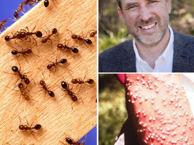 Concerns are increasing about the need for more funding to stop fire ants on the Gold Coast. Lifestyle committee chair Glenn Tozer says council will seek  $300,000 annually from the State Government in a grant.