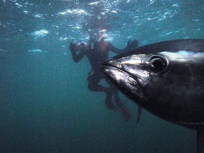 A diver swims with tuna in a marine park at Port Lincoln. Picture: David Muirhead 