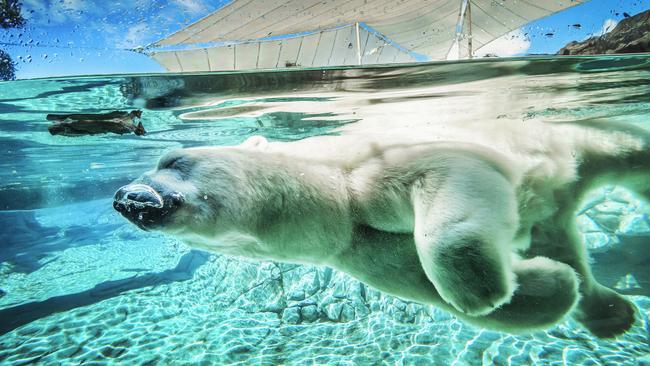 Sea World polar bears mark World Polar Bear Day 2017 | The Courier Mail