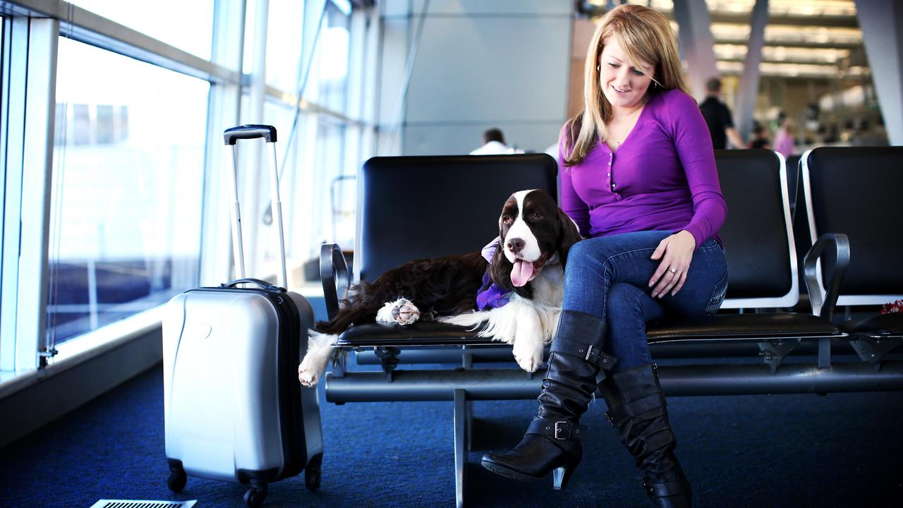 Jodie Delacourt with her dog Daryl in the Virgin terminal in Sydney. Virgin Australia is gauging public support for “pets on planes” ahead of a significant rule change later this year. Picture: Nic Gibson