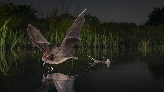 A scientific review has looked at why bats don’t suffer the same severe disease from the SARS-CoV-2 virus.