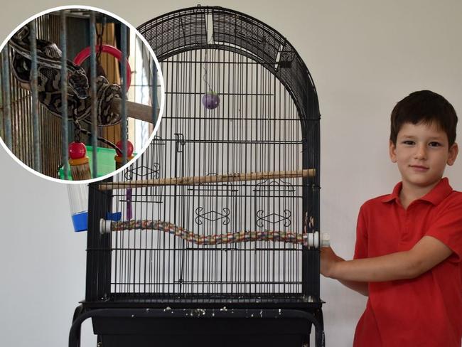 Maximus Jozeljic had his budgie Sybil eaten by a carpet python at his home in Frenchville.