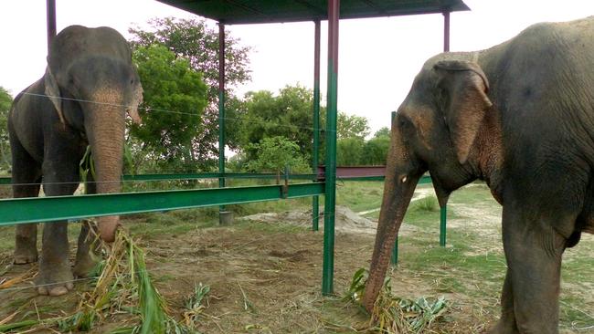 Raju (right) and Phoolkali (left) making friends. Credit: Press People/Wildlife SOS