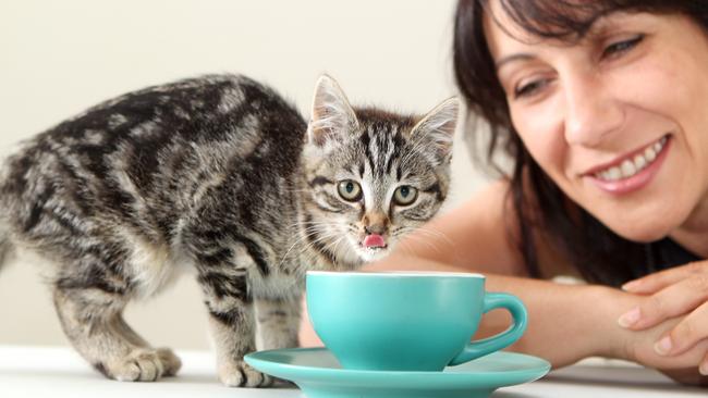 Belinda Russo prepares kittens to be used in at the Melbourne cat cafe. Picture: Alison Wynd