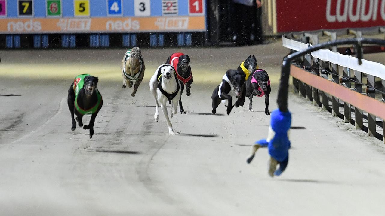 wentworth park dogs tonight