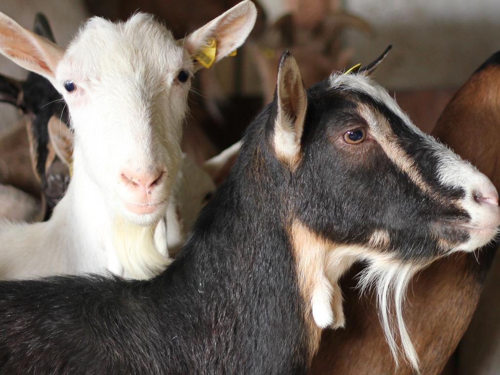 L-plater fined after trying to smuggle 29 goats in NSW | news.com.au ...