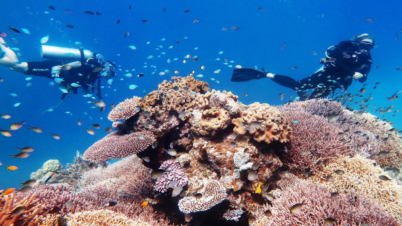 Great Barrier Reef in danger listing: Australia One vote shy from ...