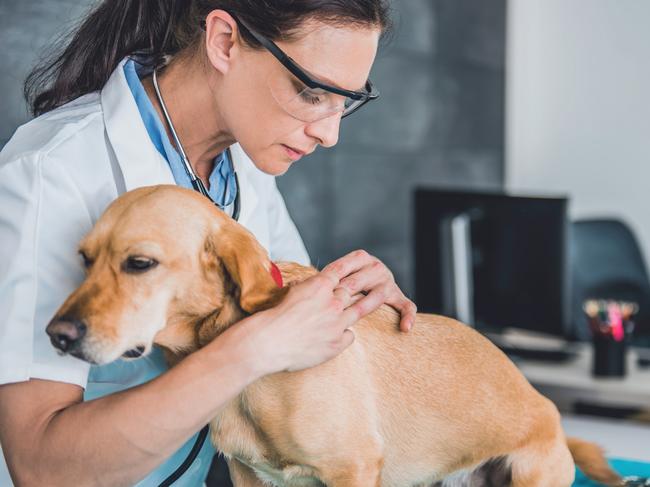 Young female veterinarian picking a tick on dog fur at the veterinarian clinic