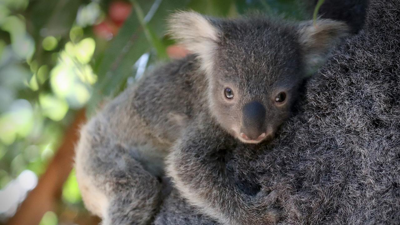 A baby koala at Lone Pine Koala Sanctuary, which is transforming its food offering. Picture: Jamie Hanson