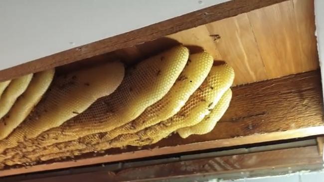 The hive removed from a ceiling of a Bracken Ridge home. Picture: Brisbane Backyard Bees