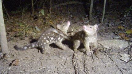 Spotted-tailed Quolls caught on survey cameras in an area near Danbulla National Park in Tinaroo. Picture: AQC