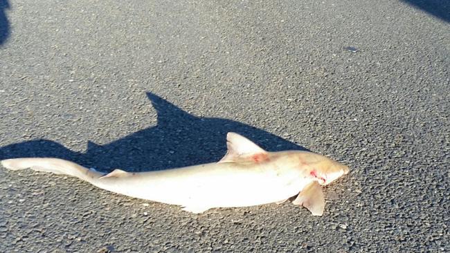 Bull shark dumped on Bribie Island road | The Courier Mail