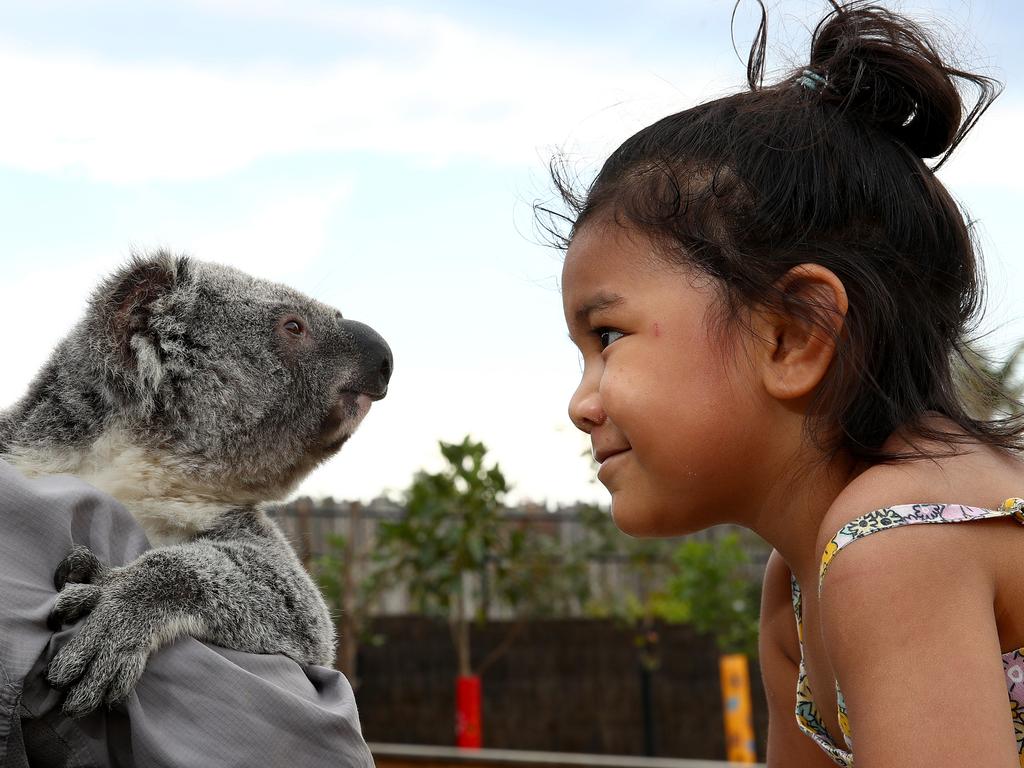 Loleni meets a koala – currently threatened with extinction in NSW – at Sydney Zoo. Picture: Toby Zerna