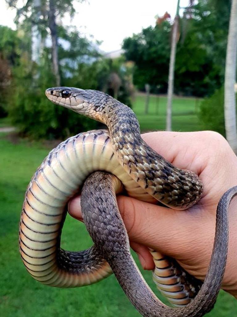 Keelback. Gold Coast and Brisbane Snake Catcher Tony Harrison's best photos. Photo: Gold Coast and Brisbane Snake Catcher